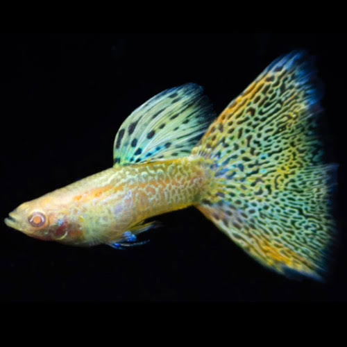 GUPPIES ALBINO YELLOW TIGER (Poecilia reticulata)
