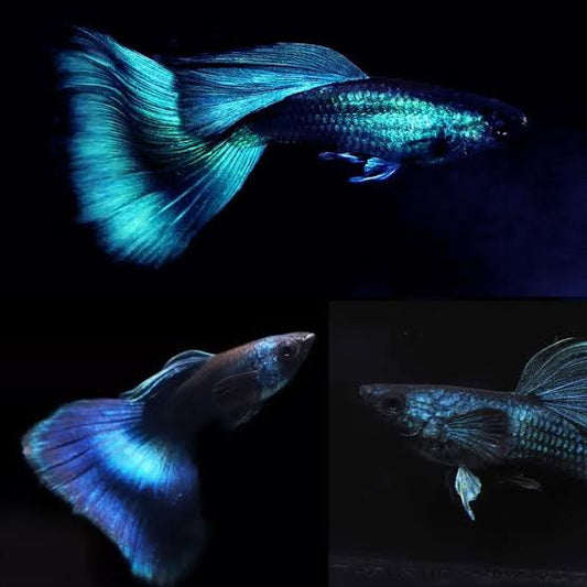 GUPPIES BLUE MOSCOW S GRADE PAIRS (Poecilia reticulata)