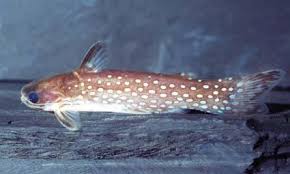 DRIFTWOOD CATFISH (Tatia Intermedia) - Aquarists Across Canada