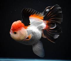 TRICOLOR ORANDA (carassius Auratus)