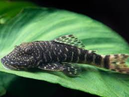 L455 TIGER CHAETOSTOMA PLECO (Chaetostoma .sp)