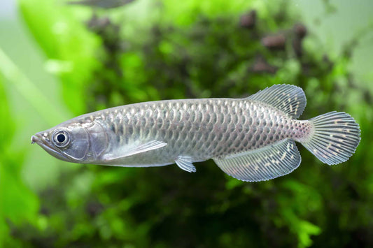 PEARL AROWANA (Scleropages Jardini) 4-5" D2405M