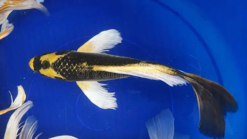 KABUTO BUTTERFLY KOI (Cyprinus Carpio) 4"