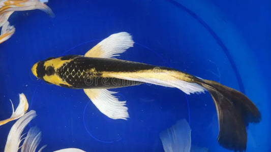 KABUTO BUTTERFLY KOI (Cyprinus Carpio) 4"