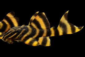 L169 GOLD STRIPE TIGER PLECO (Panaqolus sp)