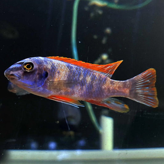 LABEOTROPHEUS TREWAVASAE (Red top Marmalade cat OB morph) *RARE* 4-5"