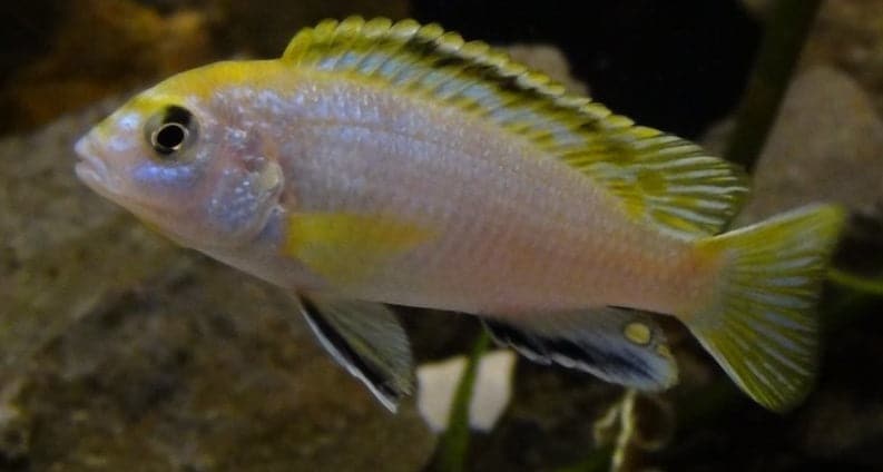 LABIDOCHROMIS PERLMUTT