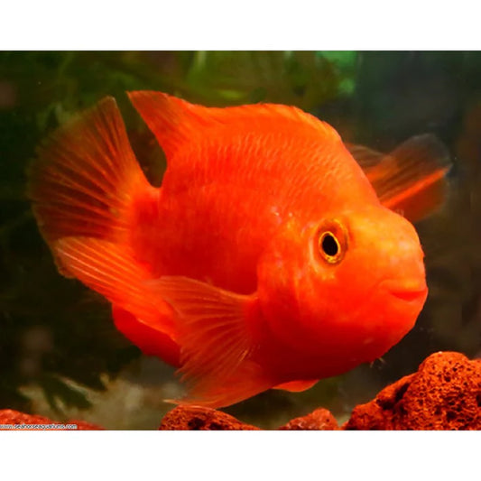 RED BLOOD PARROT (Amphilophus citrinellus x Paraneetroplus synspilus)