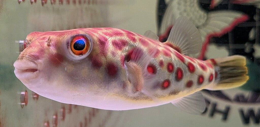 RED SPOTTED PUFFER (Pao abei) - Aquarists Across Canada