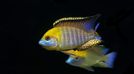 LETHRINOPS GOLD HARBOUR MONKEY BAY 4-5"