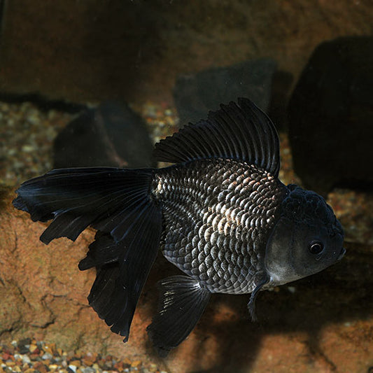 BLACK JELLYHEAD ORANDA (Carassius Auratus) 4" LG A GRADE