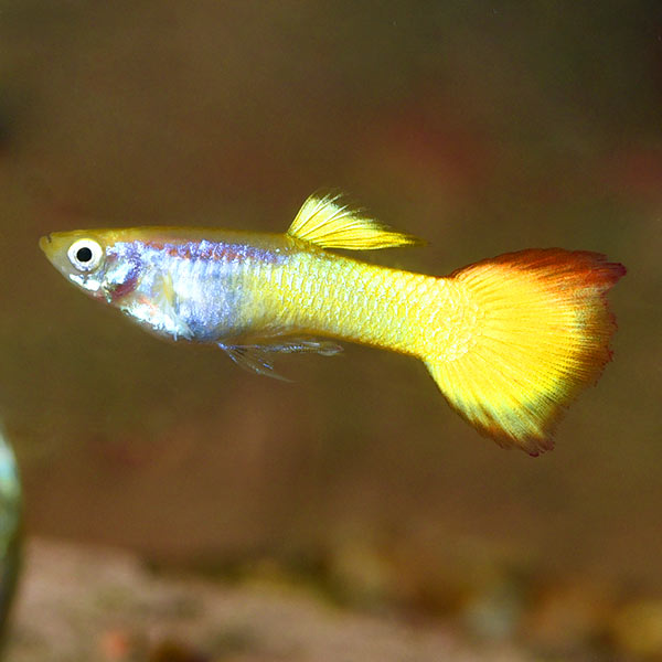 GUPPIES SUNSET (Poecilia reticulata) Online Shipping only