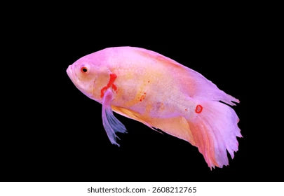 LONGFIN ALBINO RED TIGER OSCAR (Astronotus ocellatus) - Aquarists Across Canada