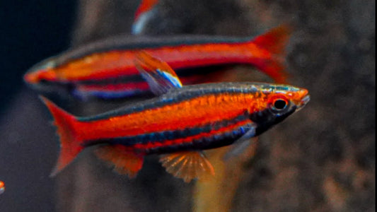 CORAL RED PENCIL FISH (Nannostomus mortenthaleri)