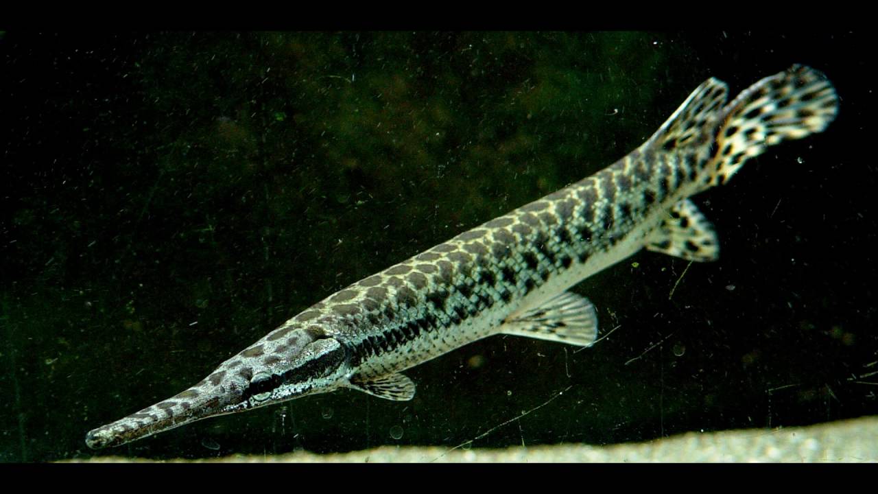 FLORIDA GAR (Lepisosteus Platyrhincus) upto 3"(4-7.5cm) DYM2405