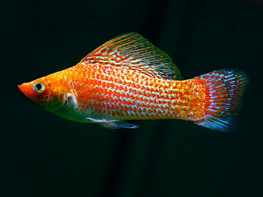 MOLLY ASSORTED (Poecilia sphenops)