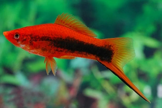 SWORDTAIL ASSORTED (Xiphophorus hellerii)