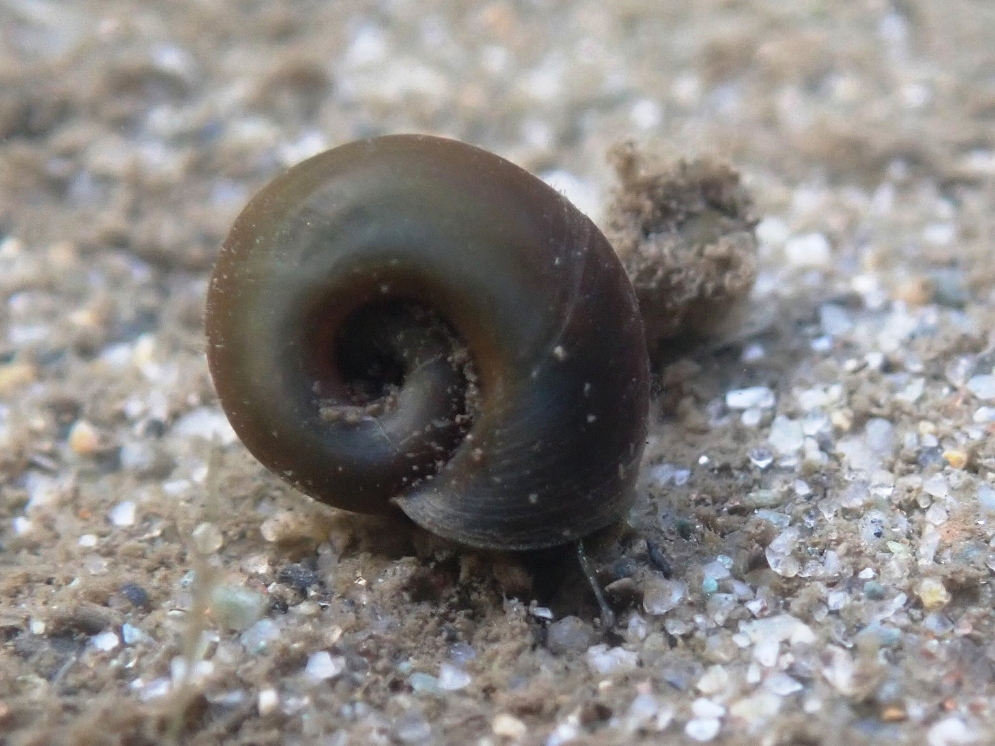 BLACK RAMSHORN SNAIL (Indoplanorbis exustus)
