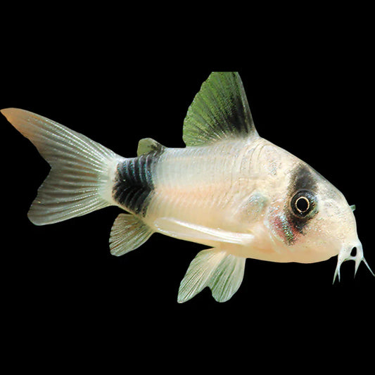 PANDA CORYDORA Corydoras panda) 2402
