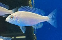 ALBINO MDOKA WHITE LIPS (Placidochromis Phenochilus Mdoka) "Rare" 1.5" 2403