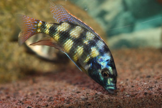 PLACIDOCHROMIS JOHNSTONI SOLO (Placidochromis Johnstonii) 4-5"