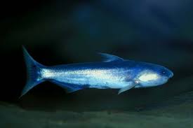 BLUE WHALE CATFISH (Cetopsis coecutiens)