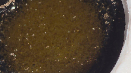 Brine shrimp full starter kit (No Airstone required!)
