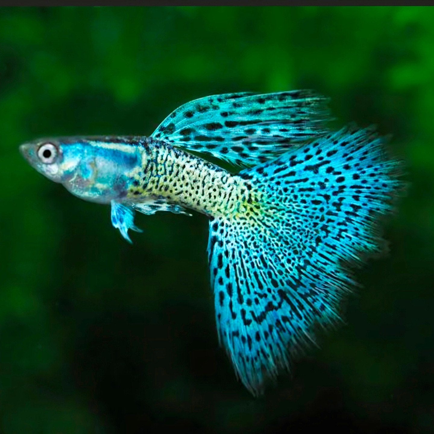 GUPPIES BLUE LACE MALE ONLY (Poecilia reticulata)