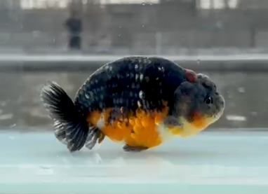 KIRIN RANCHU A GRADE (Carassius Auratus) 4"