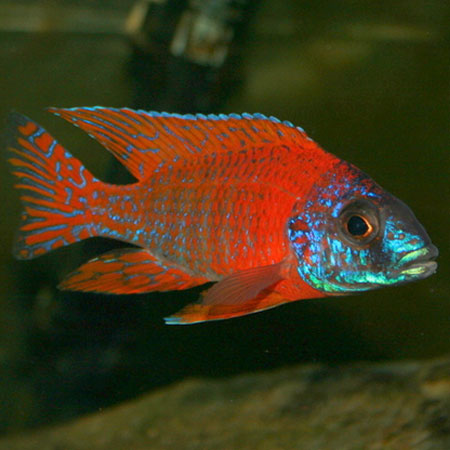 AULONOCARA. SP "RUBY" (RUBY RED) 4.5"