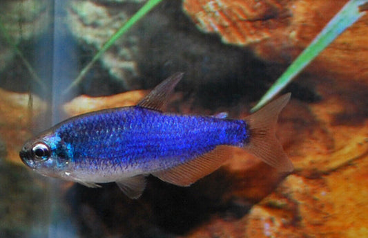 SUPER BLUE EMPEROR TETRA (Inpaichthys kerri .sp)
