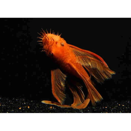 BRISTLENOSE *SUPER RED LONGFIN!* (Ancistrus sp)