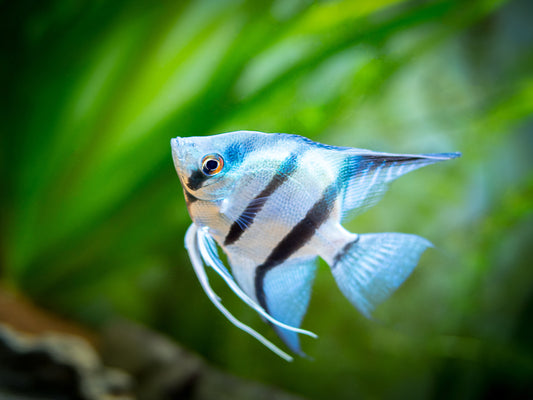 ANGELFISH ASSORTED SMALL (Pterophyllum "scalare")