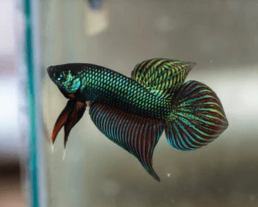 EMERALD BETTA (Betta Smaragdina) - Aquarists Across Canada