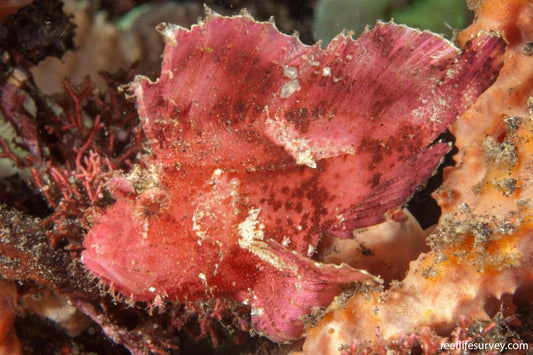 LEAF SCORPIONFISH (Taenianotus triacanthus) *1.005-1.010*