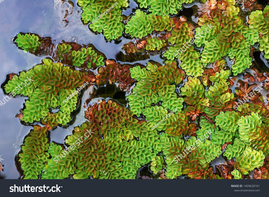 FLOATING PLANT SALVINIA CUCULATTA (Large portion)