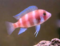 RED FRONTOSA (Cyphotilapia .sp Red)