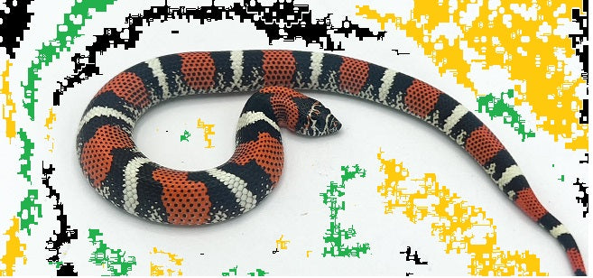 Tri color Hognose (Xenodon pulcher) Aquarists Across Canada