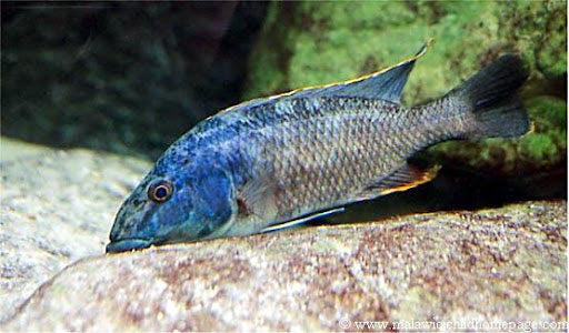 NIMBOCHROMIS LINNI (F1) 2403 - Aquarists Across Canada