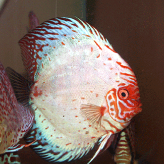 DISCUS WHITE DRAGON *Symphysodon aequifasciatus*  3"