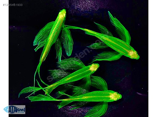 GLO ELECTRIC GREEN LONGFIN DANIO (Danio rerio. sp)