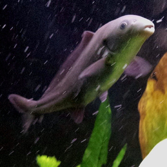 BABY DOLPHIN (Mormyrus tapirus) - Aquarists Across Canada