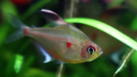 BLEEDING HEART TETRA (Hyphessobrycon erythrostigma) – Aquarists Across ...