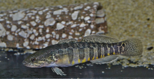 BARRED GUDGEON GOBY (Bostrichthys zonatus)