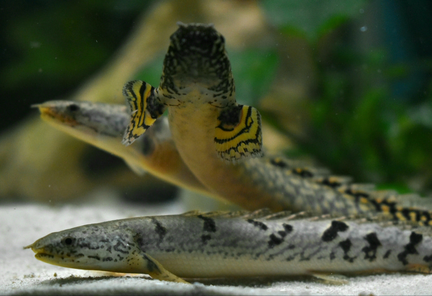 DELHEZI BICHIR (PolypterusDelhezi) 3" - Aquarists Across Canada