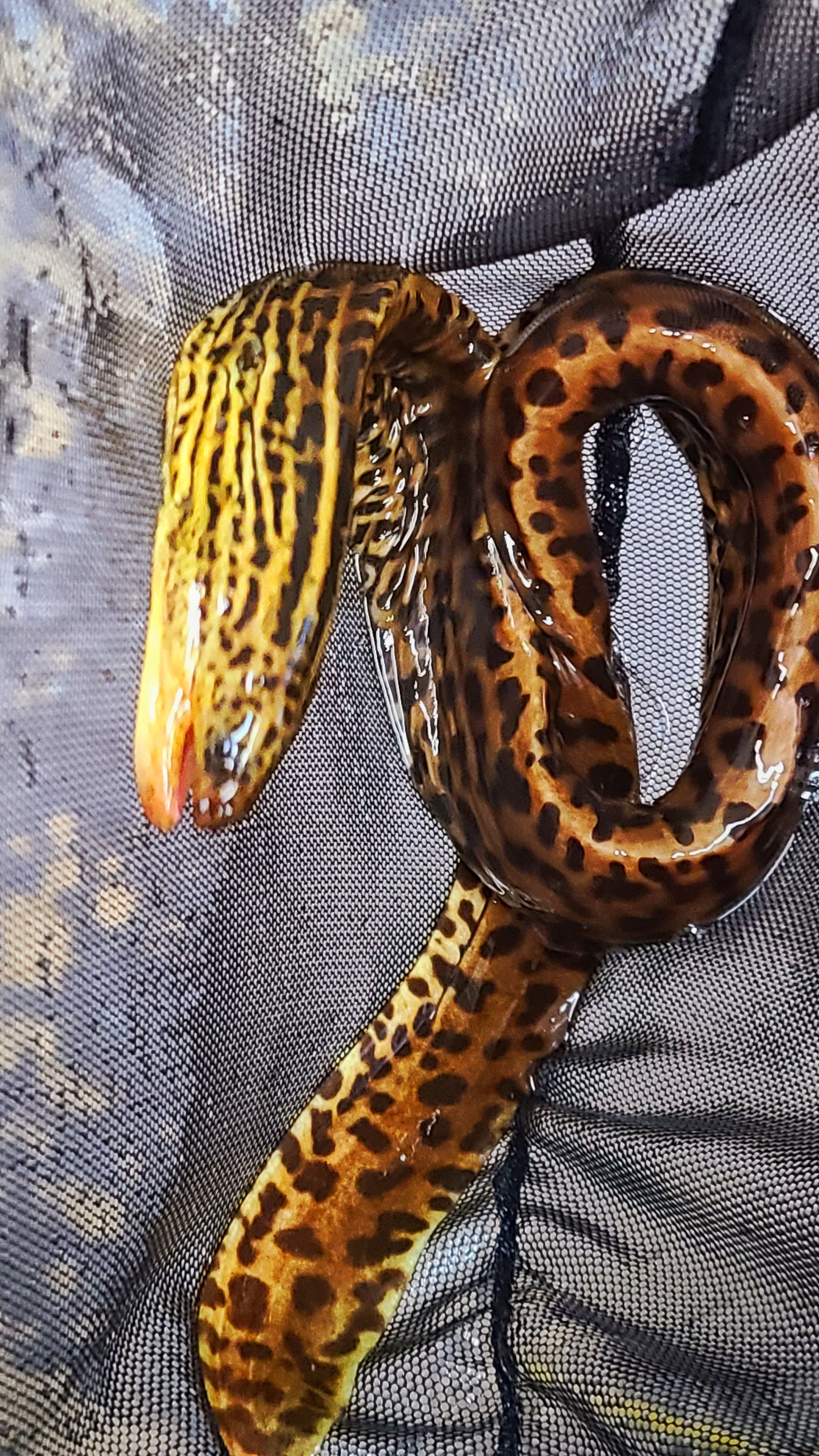 Freshwater tiger moray top eel care