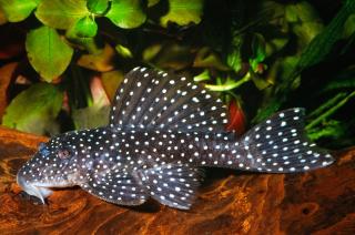 L04 ANGELICUS PLECO (Hypancistrus sp.) LG