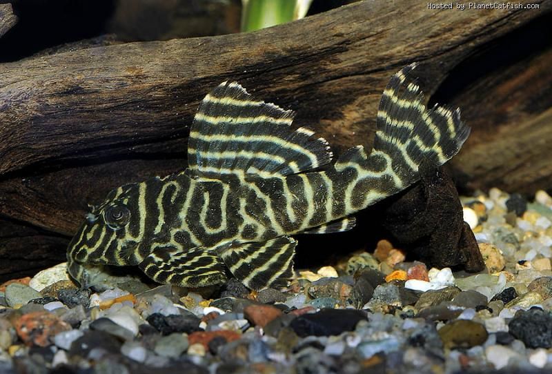 L333 YELLOW KING TIGER PLECO (Hypancistrus sp. L333) - Aquarists Across Canada