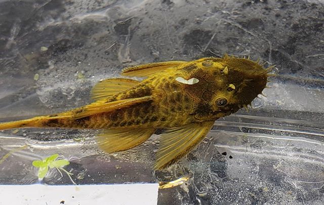 GREEN DRAGON BRISTLENOSE (Ancistrus .Sp green Dragon)