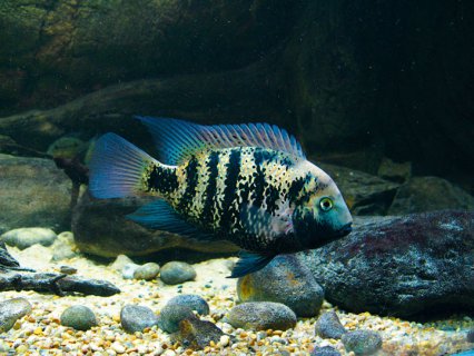 MONTECRISTO CICHLID (Oscura heterospila) - Aquarists Across Canada